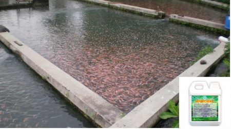 Jual Bakteri Probiotik Aerob Pengurai Limbah Kolam Ikan